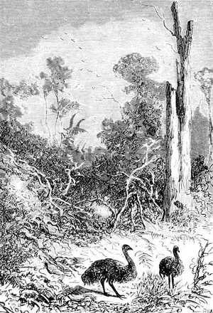 Numerosos pájaros revoloteaban entre las ramas bajas de los árboles